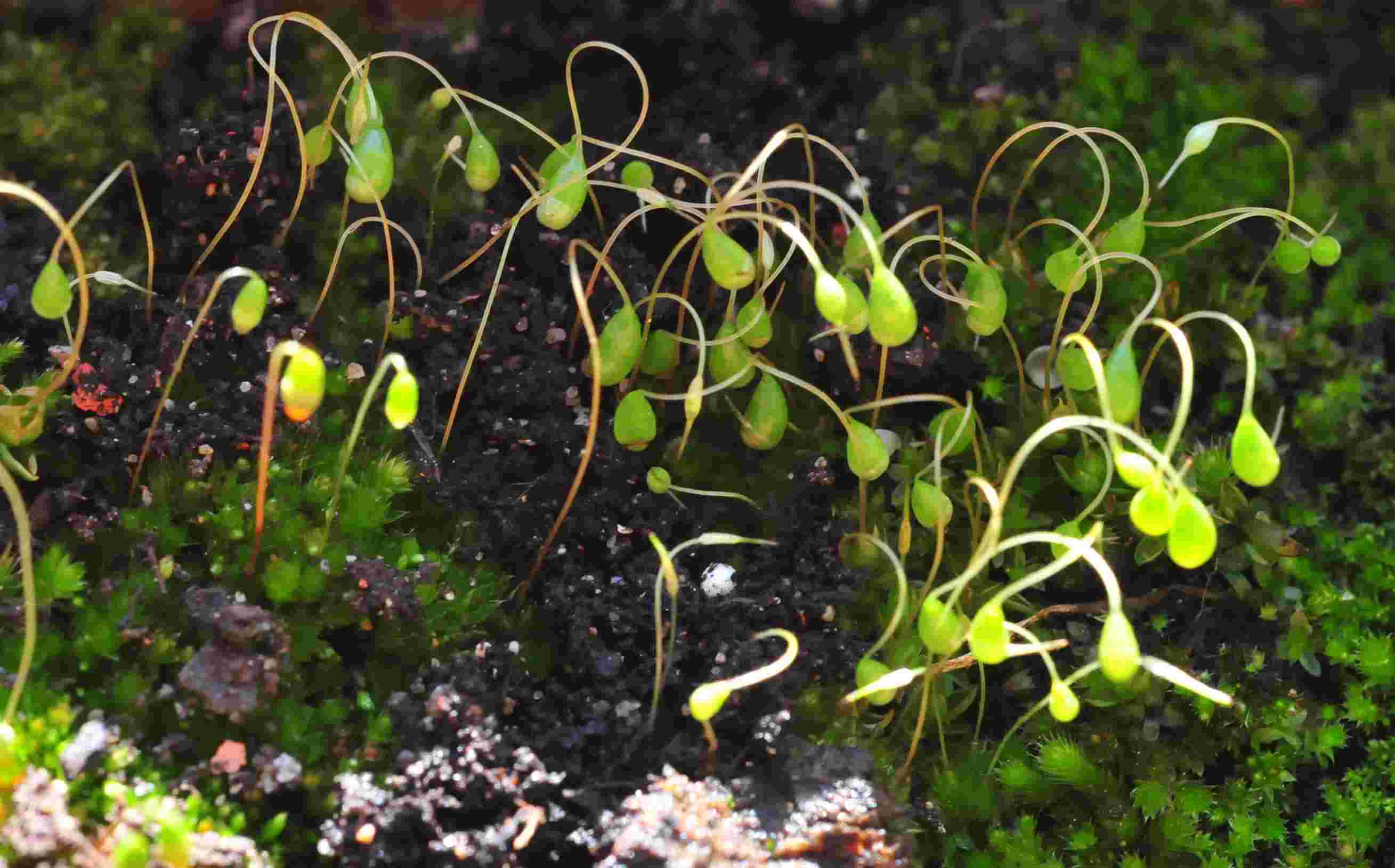 Bryum sp